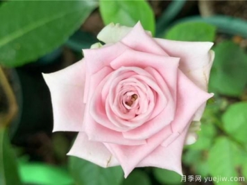 玫瑰、月季、薔薇如何區別？3個(gè)方法很簡(jiǎn)單