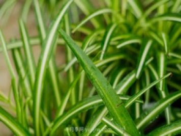室內喜陰的四個(gè)植物