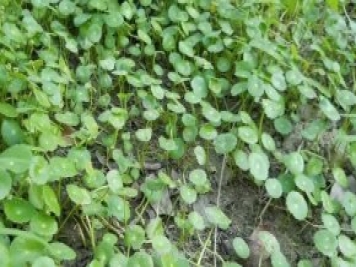 城市河道治理中常用的浮水植物
