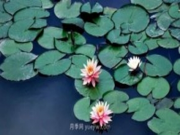 城市河道治理中常用的浮葉植物