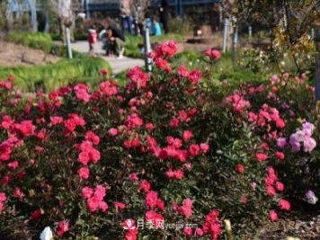 上海植物園內部分月季釋放冬季魅力，觀(guān)賞區還在不斷優(yōu)化中