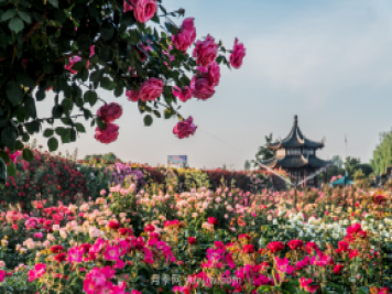 來(lái)南陽(yáng)世界月季大觀(guān)園，看超美月季花(圖冊)