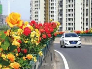 打造市花月季花海！鄭州要用三年時(shí)間建設月季花城