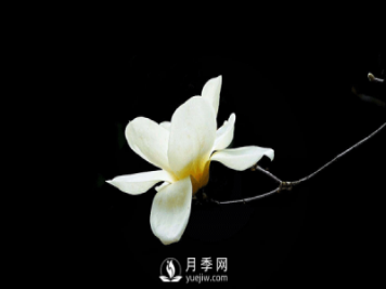 盆栽種植白玉蘭，這幾項不能忽視
