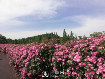 國內“安吉拉”月季花墻 有多長(cháng)？