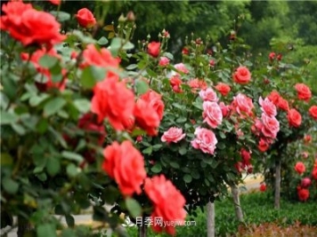 2021年月季人的狀態(tài)：面對復雜，保持歡喜