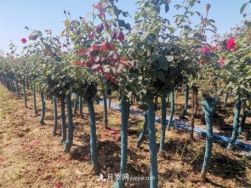 淺談怎么栽種樹(shù)狀月季？