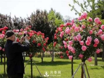 樹(shù)狀月季月季樹(shù)想要花開(kāi)爆 就要放大招