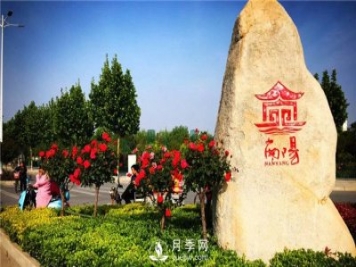 園林綠化中常用的南陽(yáng)月季規格大概有哪些？