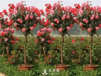 盆栽月季樹(shù)在不同成長(cháng)時(shí)間應該如何修剪？