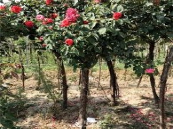 盆栽月季樹(shù)花期、化后、秋冬季、老根如何修剪？
