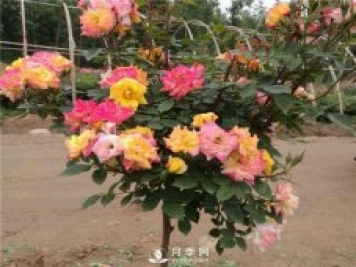 如何使盆栽月季樹(shù)常開(kāi)花？