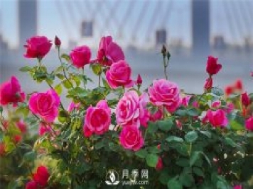 南陽(yáng)月季產(chǎn)業(yè)發(fā)展的現狀是什么？月季網(wǎng)告訴你