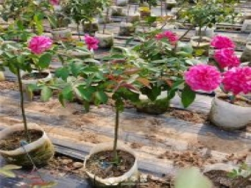 小高桿月季樹(shù)有哪些種類(lèi)和用途？月季網(wǎng)告訴你