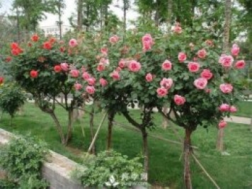 來(lái)了解一下南陽(yáng)月季樹(shù)的成長(cháng)史