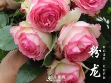 春天來(lái)了，粉龍月季什么情況下需要抹芽？