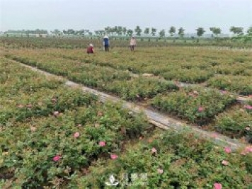 盆花月季的種植過(guò)程大家了解多少？