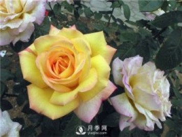 南陽(yáng)月季樹(shù)月季花的作用有哪些 月季的冬季如何管理
