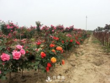 快速培育南陽(yáng)樹(shù)狀月季的方法 南陽(yáng)月季樹(shù)修剪方法