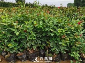 盆花月季的夏季管理養護技巧