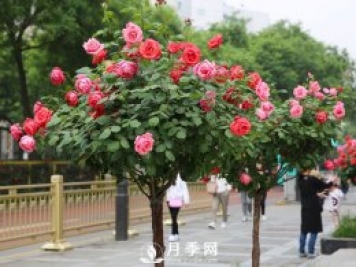 特別流行的“樹(shù)狀月季”，它真的開(kāi)花那么多？真的那么好養？