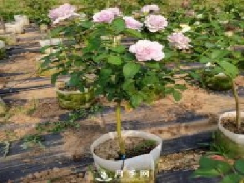 如何種植月季花苗的方法，有需要的朋友千萬(wàn)不可錯過(guò)哦