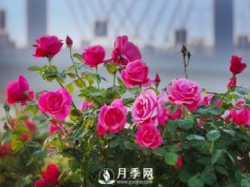 月季，竟有這般豐富的綠化應用造景