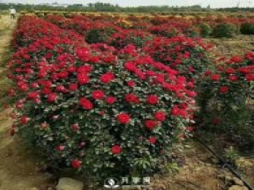 美到爆的造型月季來(lái)襲 綠化效果立竿見(jiàn)影