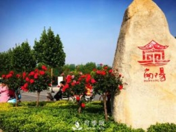 香飄神州，南陽(yáng)月季努力實(shí)現月季產(chǎn)業(yè)轉型升級