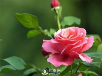 讀書(shū)：花間一壺酒，足以慰風(fēng)塵。