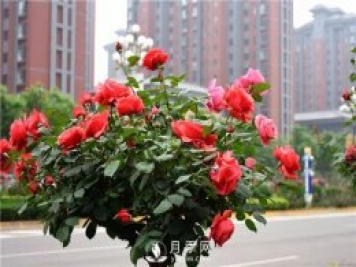 景觀(guān)樹(shù)知識大全，苗木人必備