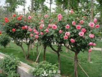 樹(shù)狀月季的基本知識普及