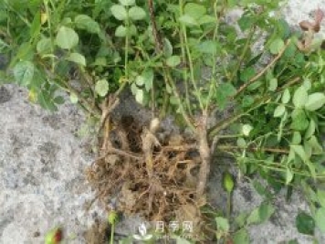 裸根的月季該如何種植？南陽(yáng)大田月季基地告訴你