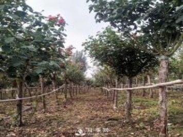 南陽(yáng)月季之鄉，全國月季中心，批發(fā)品種齊全