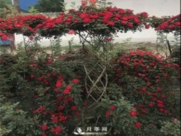 同樣的月季，不一樣的玩法，南陽(yáng)造型月季系列