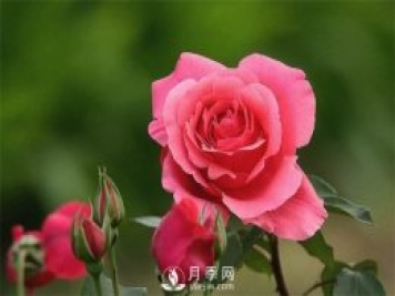 月季玫瑰與薔薇的區別在哪里？薔薇不開(kāi)花的原因是什么？