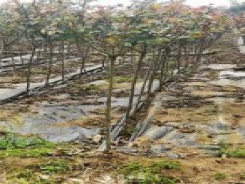 南陽(yáng)小青桿月季批發(fā)，品種豐富花色多