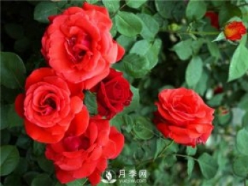 緋扇月季苗，杯苗，小苗，盆花產(chǎn)地批發(fā)