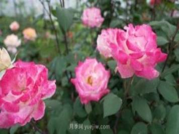 杭州滿(mǎn)城月季綻放，驚艷背后有他功勞