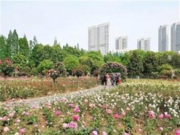 武漢市第十三屆月季展，青山和平公園等你來(lái)打卡