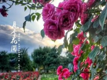 中國月季園千畝月季花開(kāi)，南陽(yáng)月季人間仙境打卡圣地