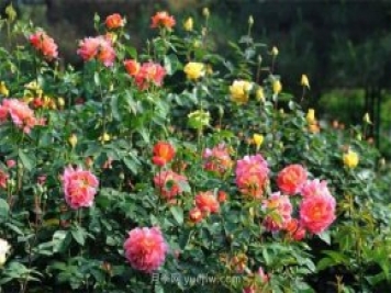 張愛(ài)玲的薔薇名句，薔薇處處開(kāi)，可愛(ài)又可親