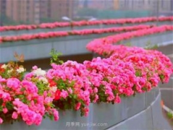 杭州有全國最美花路，大道兩旁開(kāi)滿(mǎn)月季花，堵車(chē)都是享受