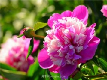 新疆昌吉濱河公園，牡丹花開(kāi)，千姿百態(tài)