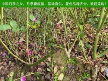 月季網(wǎng)：月季裸根苗的選購、栽植、肥水、養護技術(shù)大全