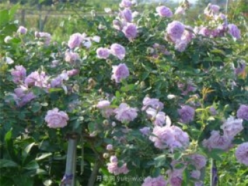 打造小型月季花墻，推薦4款藤本月季