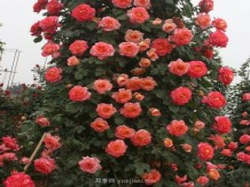 藤彩云月季