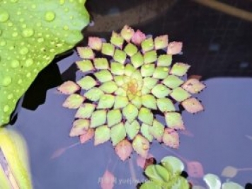 不同類(lèi)型的水生植物種植密度如何做