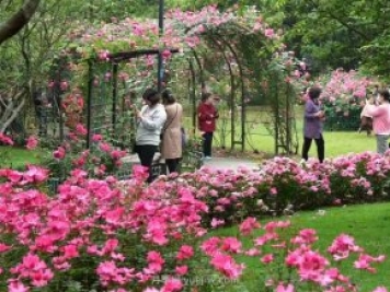 月季植物造景，塑造城市園林景觀(guān)