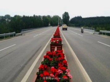 洛陽(yáng)嵩縣月季美化，使公路變成了靚麗的風(fēng)景線(xiàn)